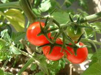 My beautiful Tomatoes